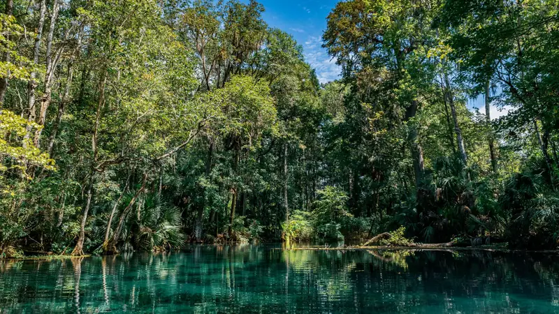 Clear turquoise spring water edged by cabbage palms and tall trees hung with Spanish moss at Silver Springs State Park in Marion County, Florida